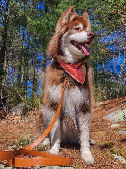 Syra Leather Dog Leash / Leather Pet Leash