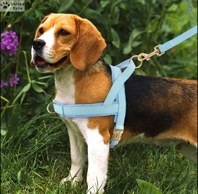 Syra Dog Harness(customizable) Meoof