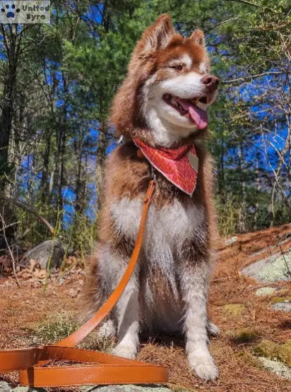 Syra Leather Dog Leash / Leather Pet Leash Meoof